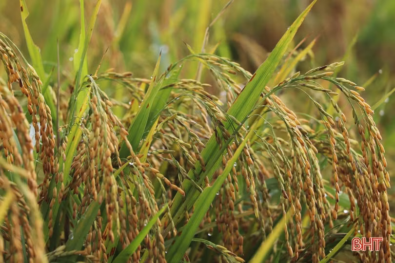 Thí điểm thành công mô hình sản xuất lúa hữu cơ DT39 tại Vũ Quang