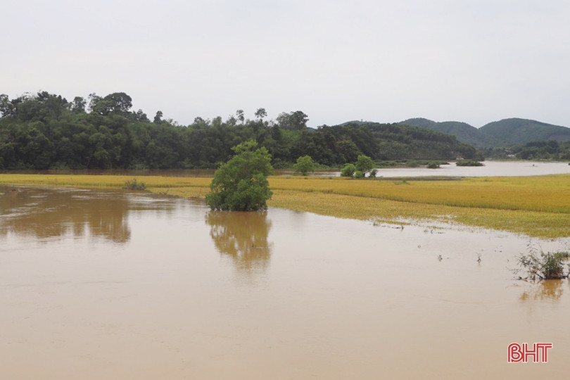 Tập trung giúp nông dân Vũ Quang tháo úng, thu hoạch lúa sau khi nước rút