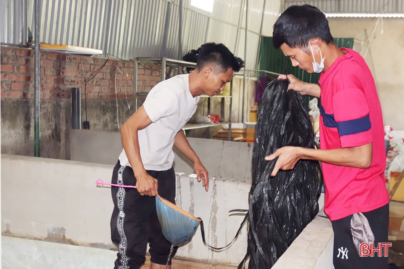 Khởi nghiệp bằng nuôi lươn không bùn ảnh 8 Khởi nghiệp bằng nuôi lươn không bùn