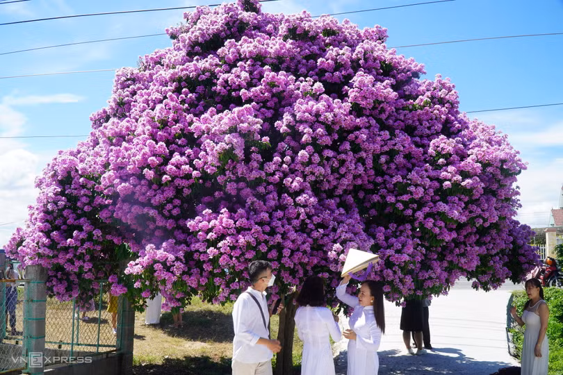 Cây bằng lăng hút khách ở Bình Thuận