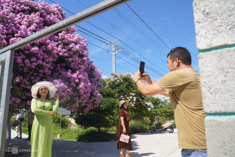 Cây bằng lăng hút khách ở Bình Thuận