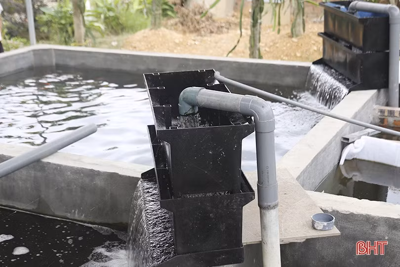 Nuôi cá Koi Nhật Bản, cựu chiến binh ở Hà Tĩnh thu lãi cao