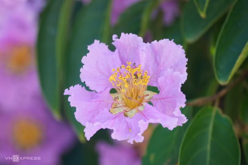 Cây bằng lăng hút khách ở Bình Thuận