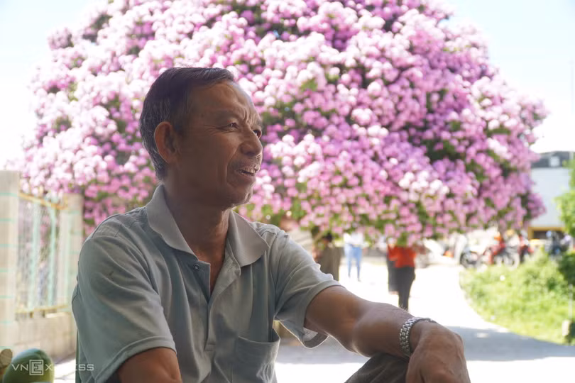 Cây bằng lăng hút khách ở Bình Thuận