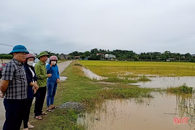 Hà Tĩnh: Nhiều diện tích lúa bị ngập úng, đổ gãy sau mưa lớn