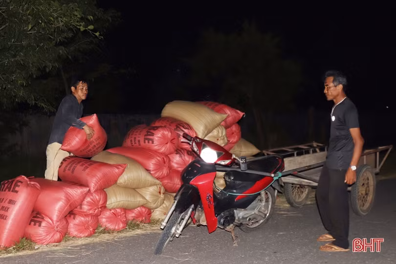 Nông dân Hà Tĩnh tranh thủ gặt đêm, đẩy nhanh tiến độ thu hoạch