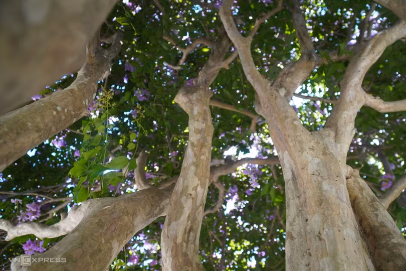 Cây bằng lăng hút khách ở Bình Thuận