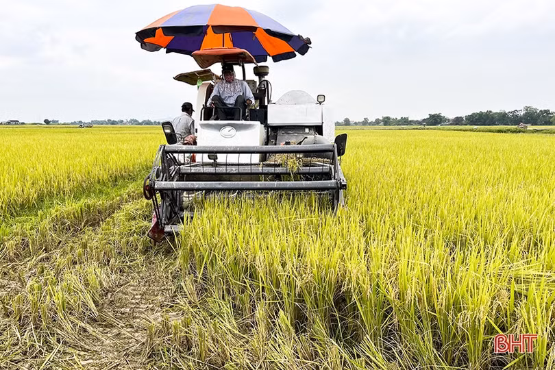 Mùa vui trên những cánh đồng Đức Thọ