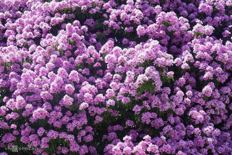 Cây bằng lăng hút khách ở Bình Thuận