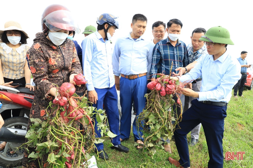 Nghi Xuân tiếp tục mở rộng, theo dõi các giống cây trồng triển vọng