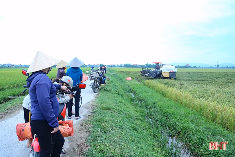 Giá thu mua lúa tươi giảm, nông dân Hà Tĩnh “kém” vui