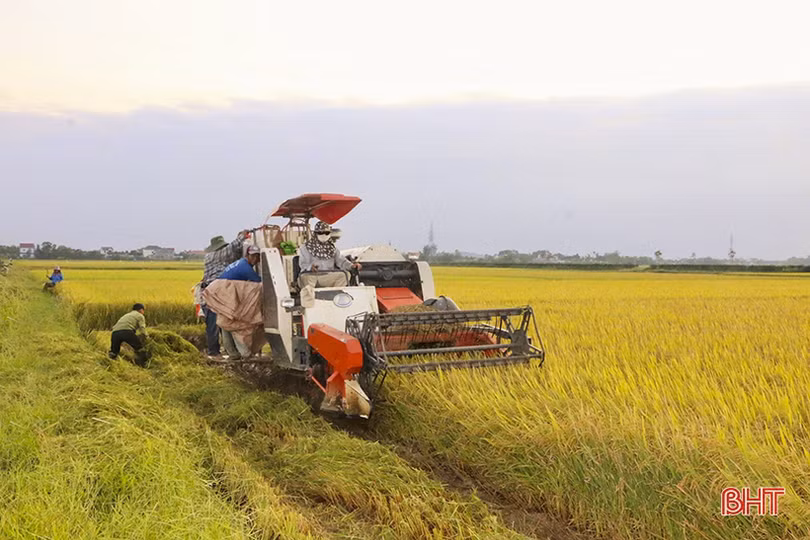 “Đồng lúa hẹn hò những mùa gặt”...