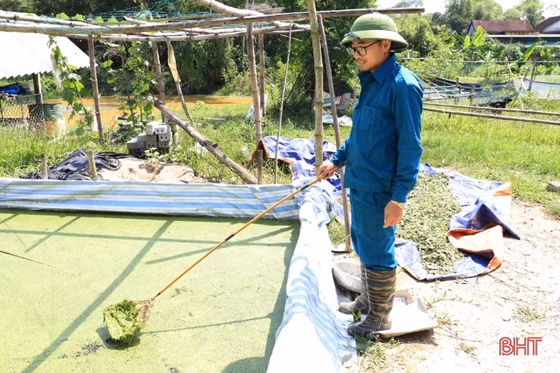 Khi kỹ sư xây dựng… nuôi ốc bươu 