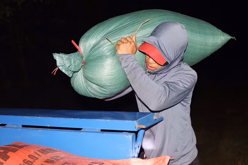 Nông dân Hà Tĩnh tranh thủ gặt đêm, đẩy nhanh tiến độ thu hoạch