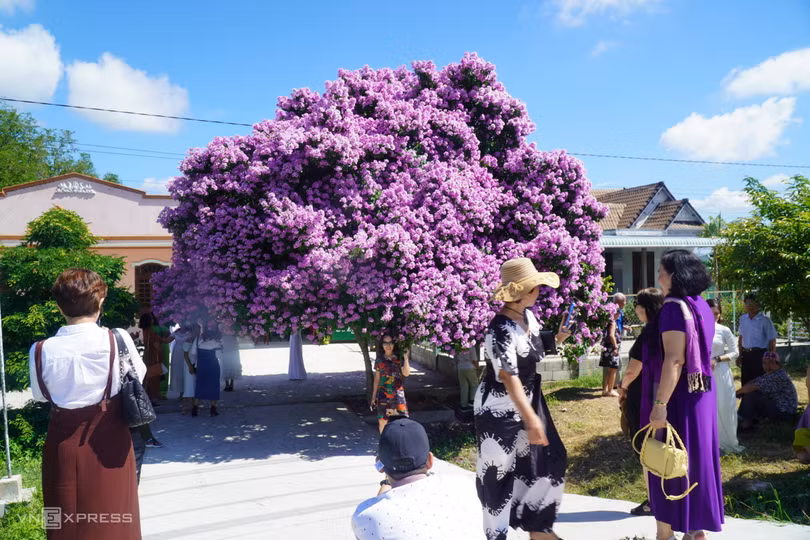 Cây bằng lăng hút khách ở Bình Thuận