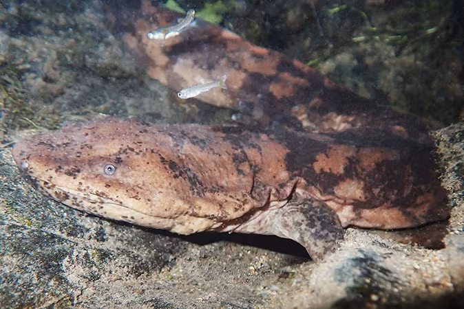 Phát hiện loài kỳ giông khổng lồ mới