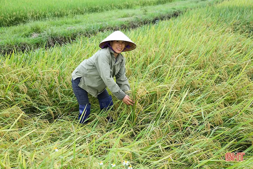 Nông dân Hà Tĩnh tốc lực thu hoạch lúa xuân