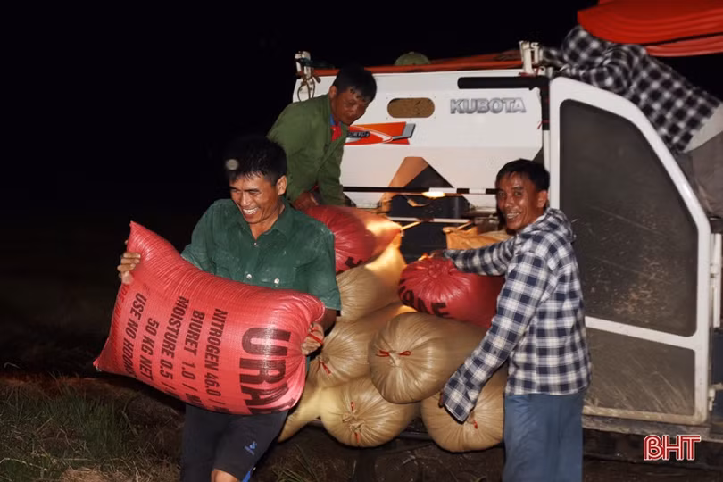 Nông dân Hà Tĩnh tranh thủ gặt đêm, đẩy nhanh tiến độ thu hoạch