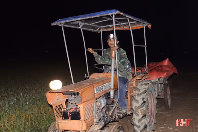 Nông dân Hà Tĩnh tranh thủ gặt đêm, đẩy nhanh tiến độ thu hoạch