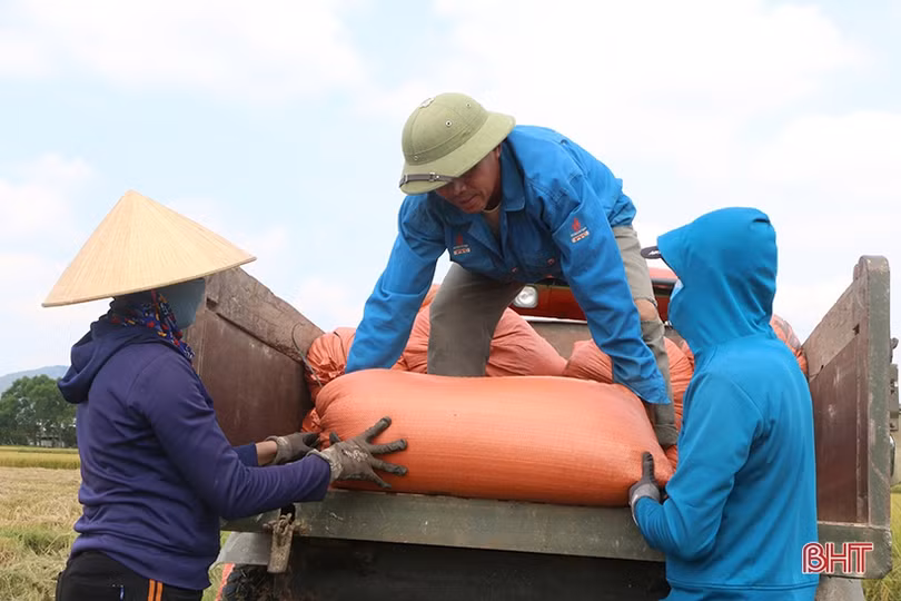Nông dân Hà Tĩnh khẩn trương thu hoạch lúa xuân để tránh mưa lớn