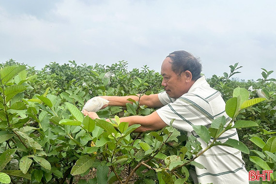 Từ kinh tế vườn hộ đến khu dân cư mẫu – hành trình đổi thay vùng quê Đồng Lộc