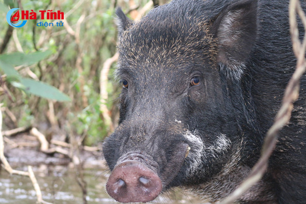 video xem dan lon rung hon 100 con trong dam lay sa mac o ha tinh