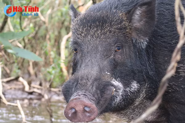 video xem dan lon rung hon 100 con trong dam lay sa mac o ha tinh