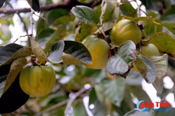 photo mua hong chin o thach dai niu buoc chan qua