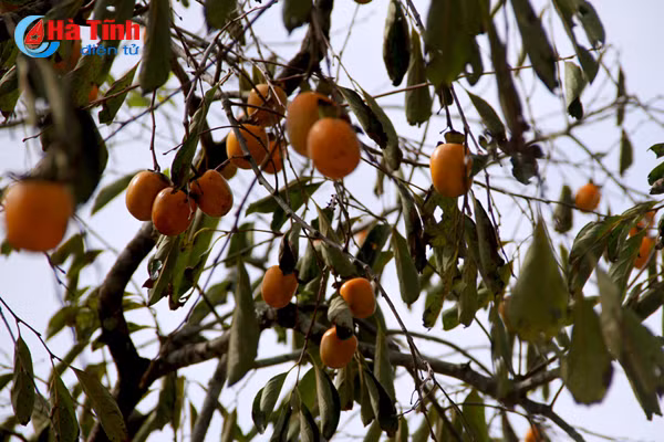 photo mua hong chin o thach dai niu buoc chan qua