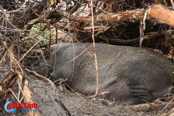 video xem dan lon rung hon 100 con trong dam lay sa mac o ha tinh