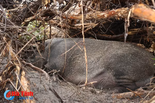 video xem dan lon rung hon 100 con trong dam lay sa mac o ha tinh