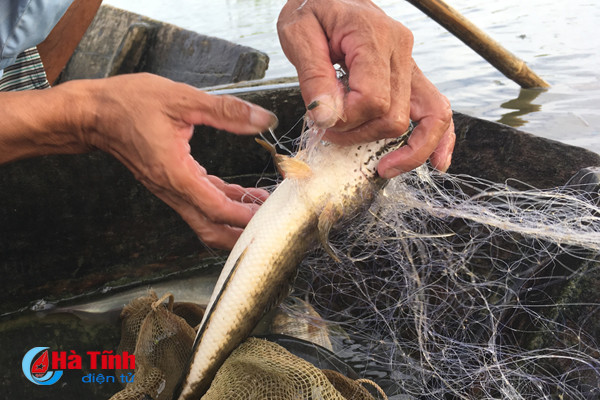 san loc troi tren dong nuoc lu