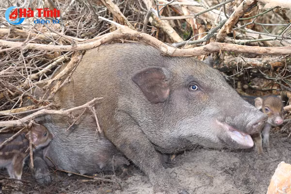 video xem dan lon rung hon 100 con trong dam lay sa mac o ha tinh