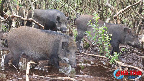 video xem dan lon rung hon 100 con trong dam lay sa mac o ha tinh