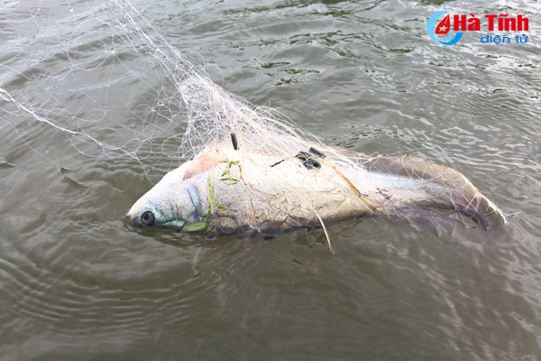 san loc troi tren dong nuoc lu