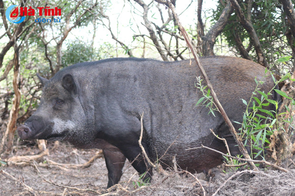 video xem dan lon rung hon 100 con trong dam lay sa mac o ha tinh