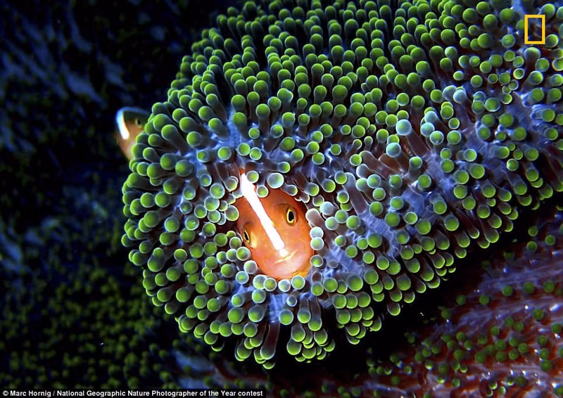 thien nhien dep me hoac trong nhung buc anh cua national geographic