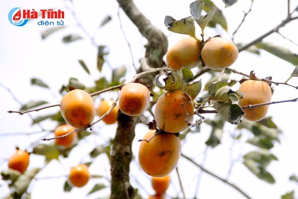 photo mua hong chin o thach dai niu buoc chan qua