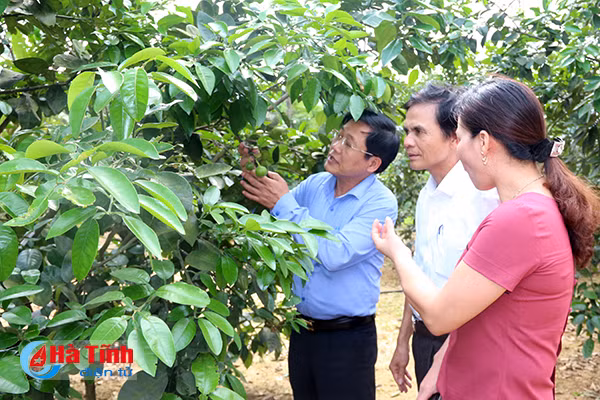 hon 9 4 ty dong thi khu dan cu ntm kieu mau vuon mau