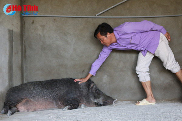 video xem dan lon rung hon 100 con trong dam lay sa mac o ha tinh