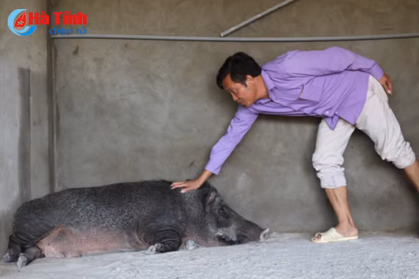 video xem dan lon rung hon 100 con trong dam lay sa mac o ha tinh