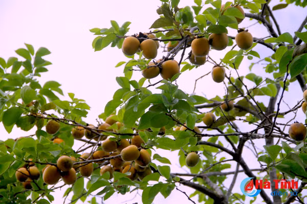 photo mua hong chin o thach dai niu buoc chan qua