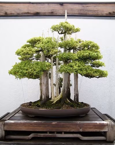 ngam 10 chau bonsai dep nhat the gioi