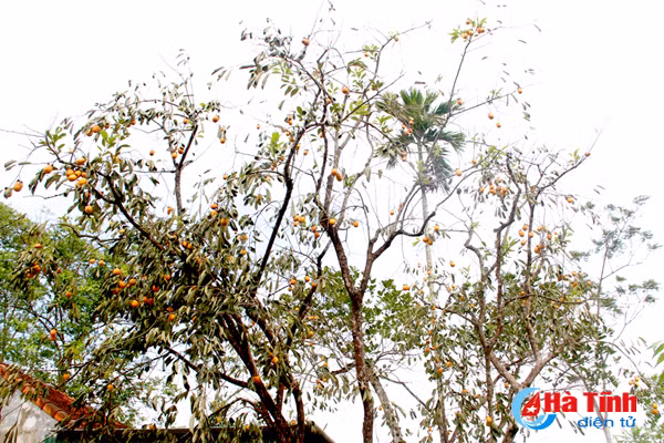 photo mua hong chin o thach dai niu buoc chan qua