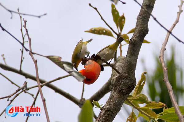 photo mua hong chin o thach dai niu buoc chan qua