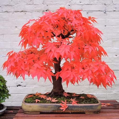 ngam 10 chau bonsai dep nhat the gioi