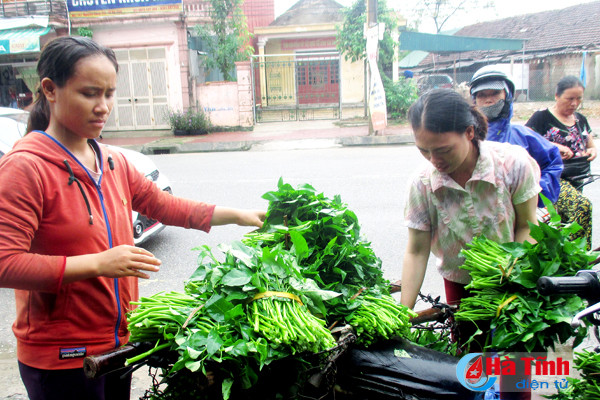 rau xanh tang gia manh sau mua lu