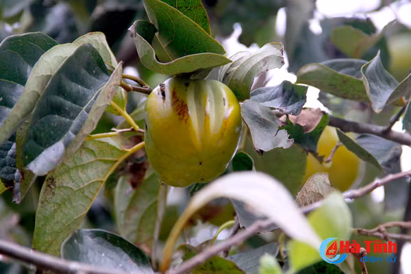 photo mua hong chin o thach dai niu buoc chan qua