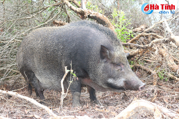 video xem dan lon rung hon 100 con trong dam lay sa mac o ha tinh