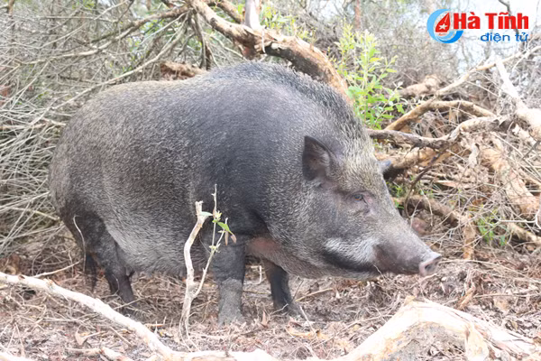 video xem dan lon rung hon 100 con trong dam lay sa mac o ha tinh